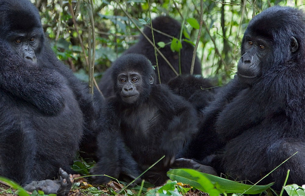 Uganda safari gorilla trekking tips – Havy Tours