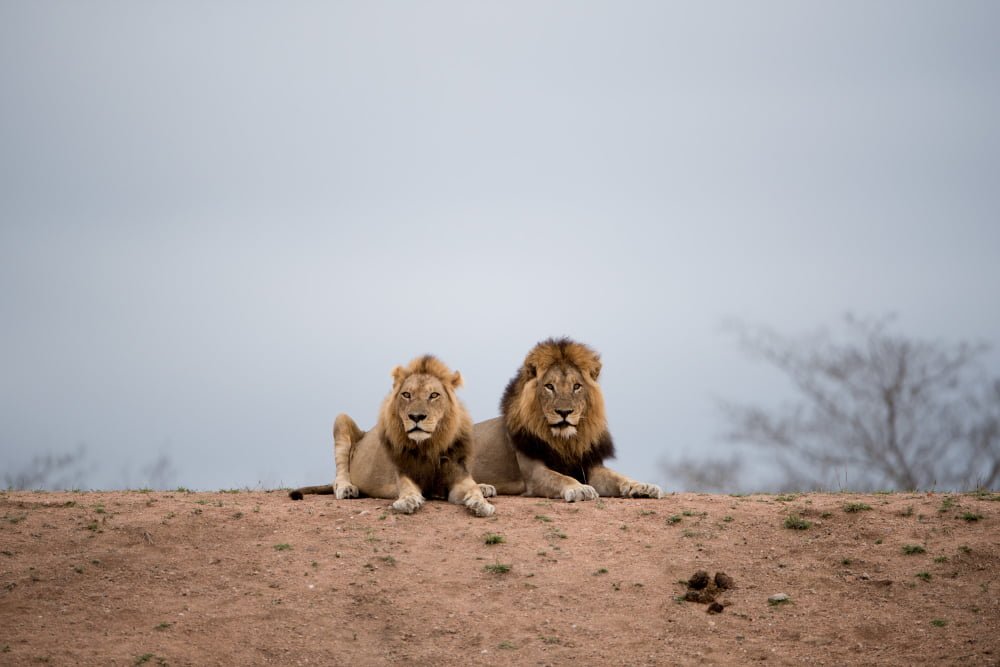 Queen Elizabeth National Park Havy Tours