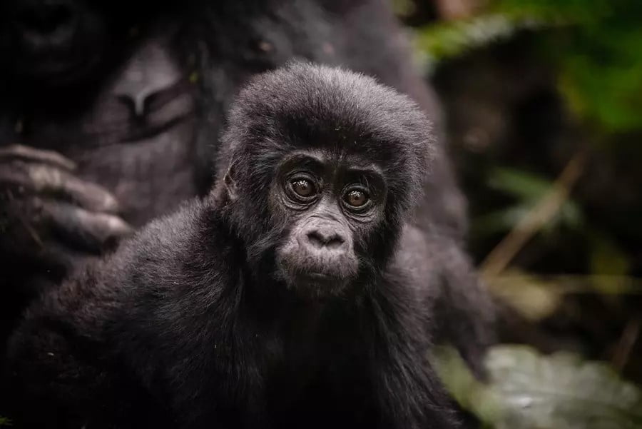 gorrilla trekking uganda safari