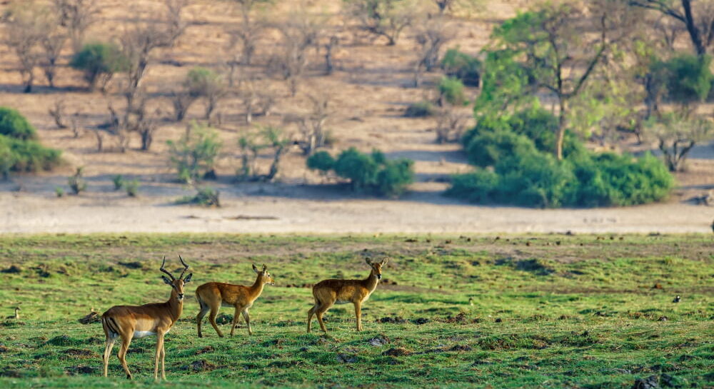 Exploring Queen Elizabeth Uganda Safari Experience – A Jewel in Uganda’s Crown